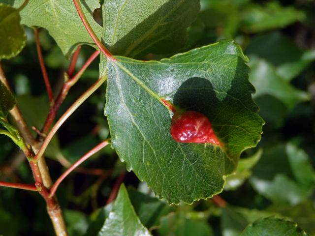 Hálky dutilky mrkvové (Pemphigus phenax); topol černý