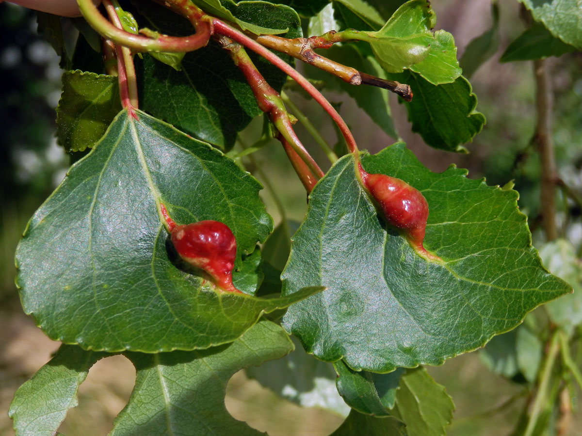 Hálky dutilky mrkvové (Pemphigus phenax); topol černý