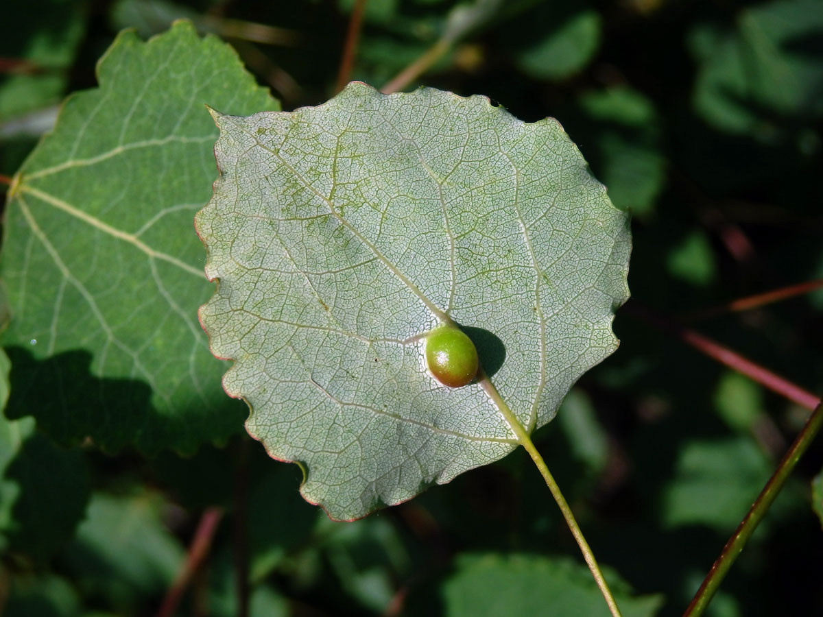 Hálky žlabatky Harmandia cavernosa; topol osika