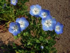 Hajnička Menziesova (Nemophila menziesii Hook. et Arn.)