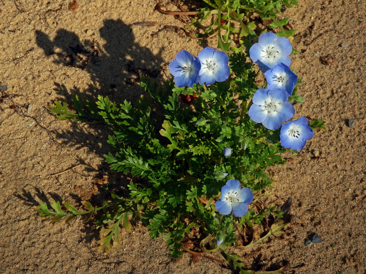 Hajnička Menziesova (Nemophila menziesii Hook. et Arn.)