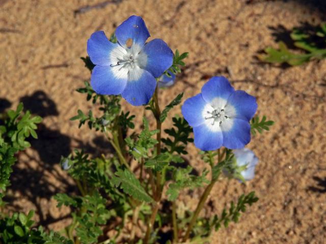 Hajnička Menziesova (Nemophila menziesii Hook. et Arn.)