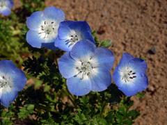 Hajnička Menziesova (Nemophila menziesii Hook. et Arn.)