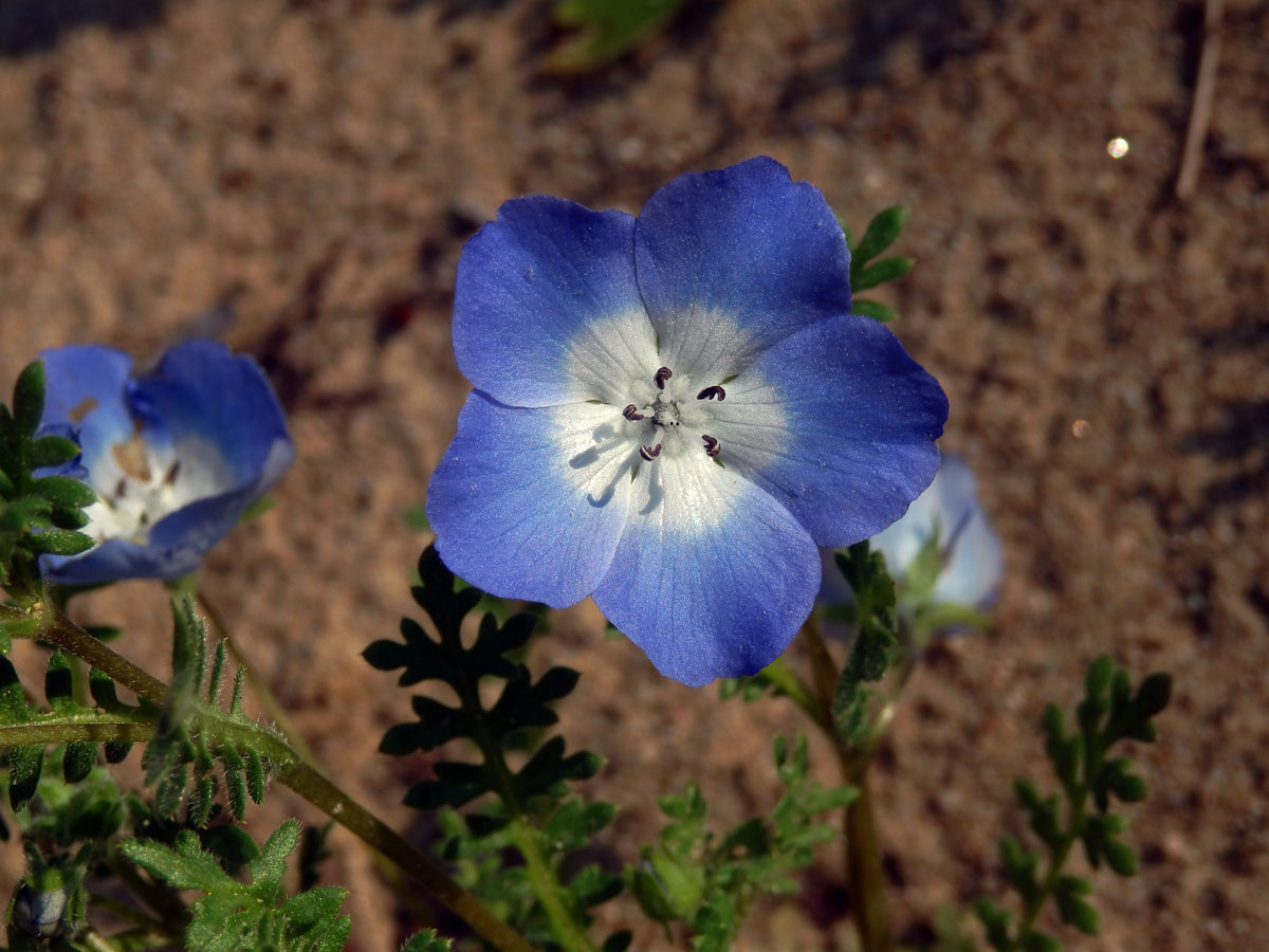 Hajnička Menziesova (Nemophila menziesii Hook. et Arn.)