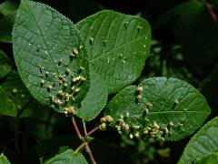 Hálky vlnovníka (Eriophyes paderinus); slivoň střemcha