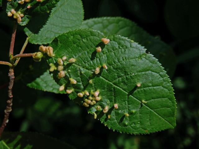 Hálky vlnovníka (Eriophyes paderinus); slivoň střemcha