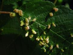 Hálky vlnovníka (Eriophyes paderinus); slivoň střemcha