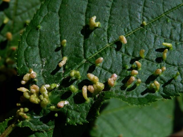 Hálky vlnovníka (Eriophyes paderinus); slivoň střemcha