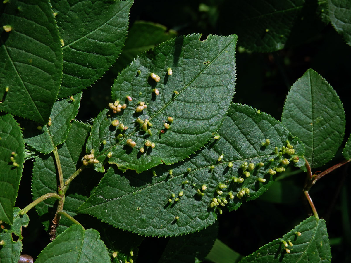 Hálky vlnovníka (Eriophyes paderinus); slivoň střemcha