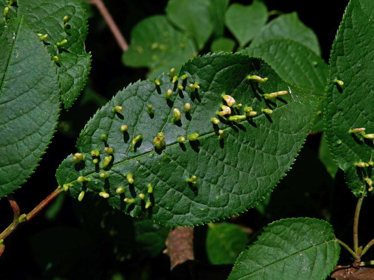 Hálky vlnovníka (Eriophyes paderinus); slivoň střemcha