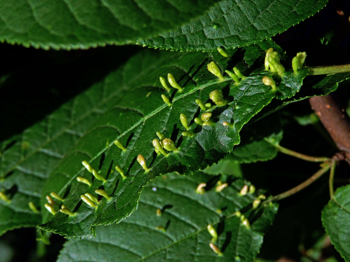 Hálky vlnovníka (Eriophyes paderinus); slivoň střemcha