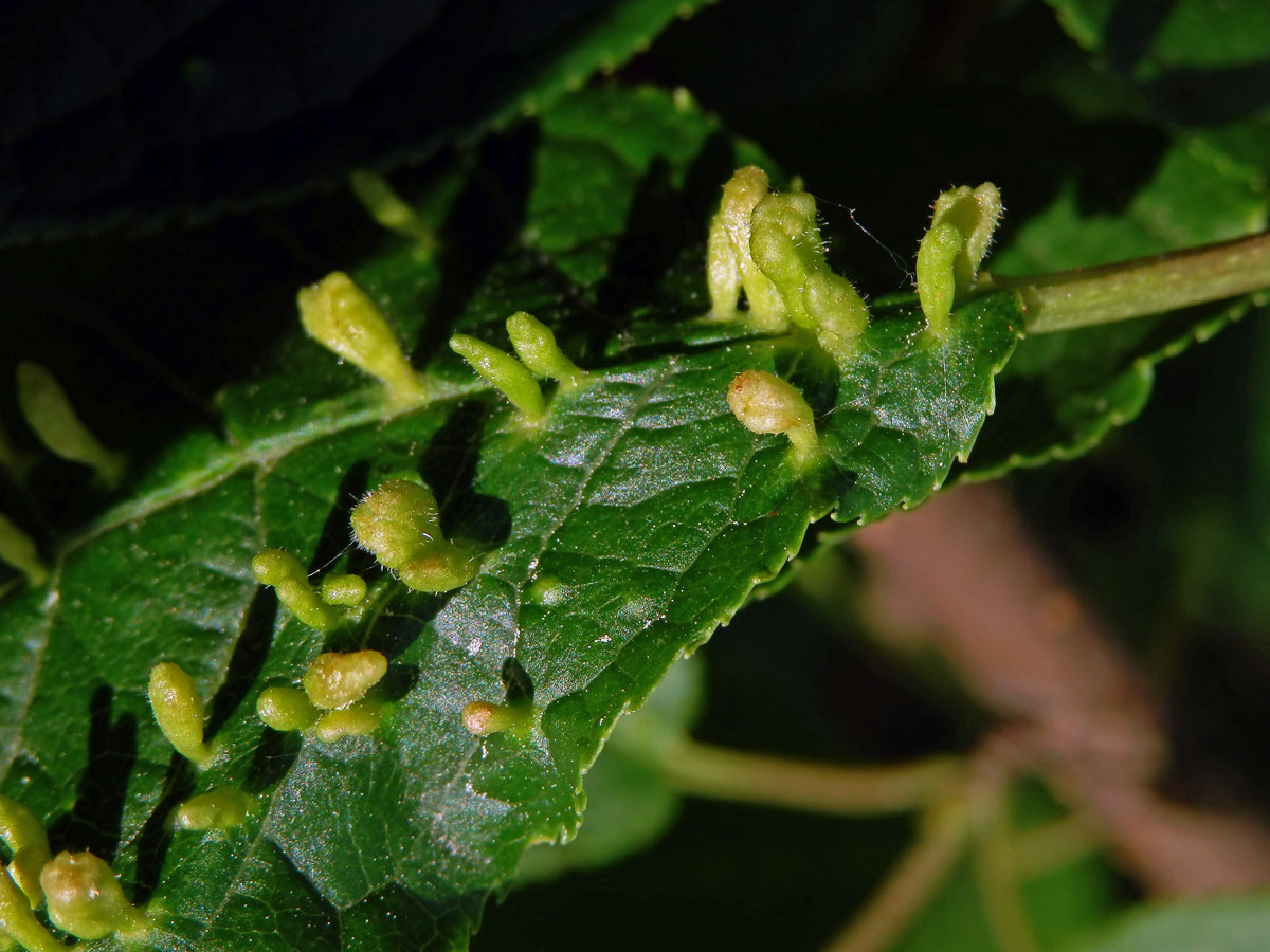 Hálky vlnovníka (Eriophyes paderinus); slivoň střemcha