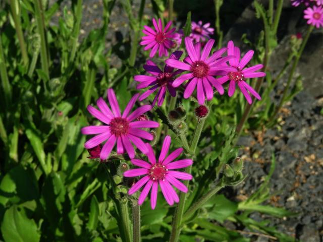 Starček (Senecio macrocephalus DC.)