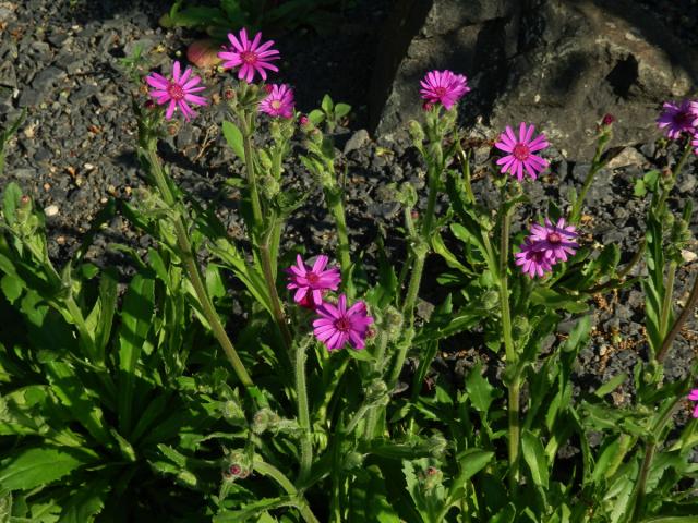 Starček (Senecio macrocephalus DC.)