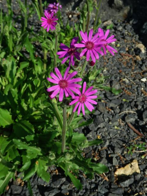 Starček (Senecio macrocephalus DC.)