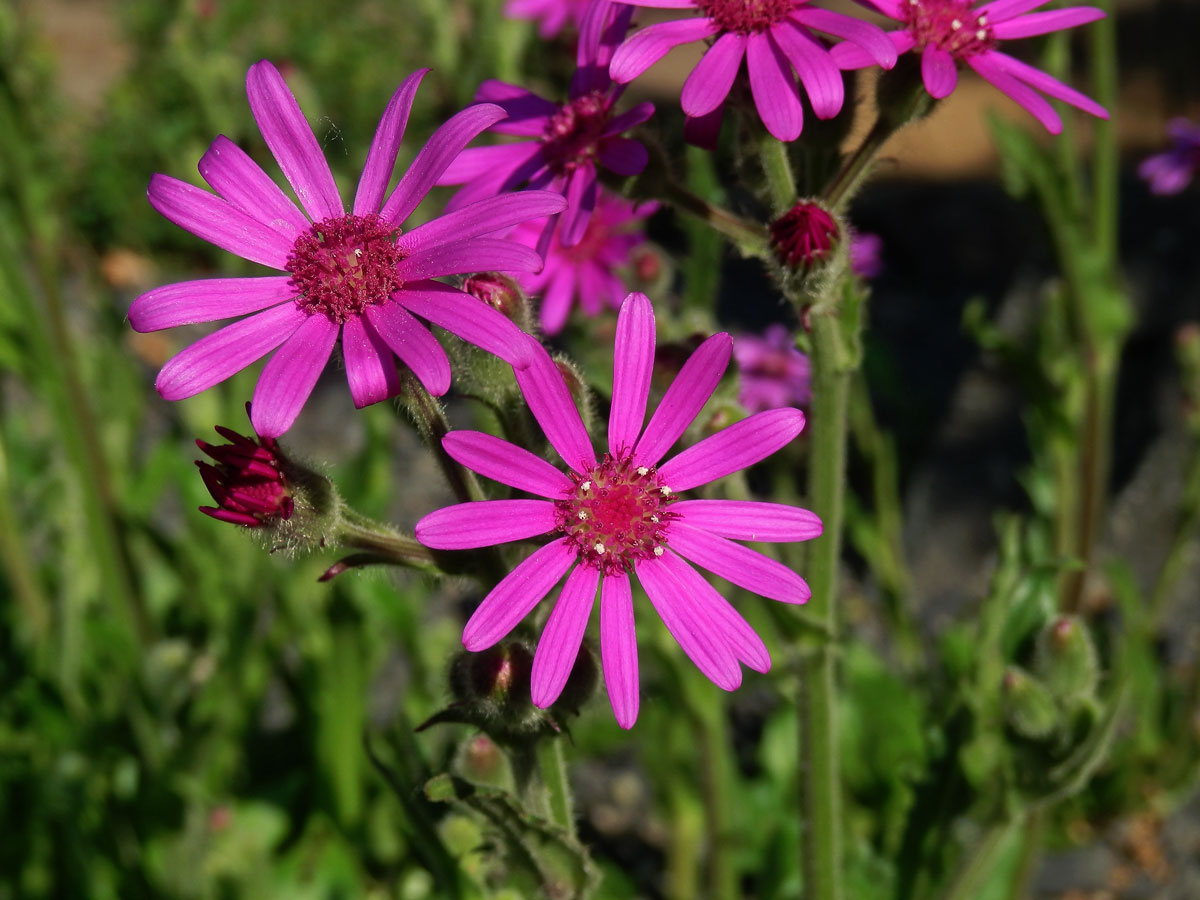 Starček (Senecio macrocephalus DC.)