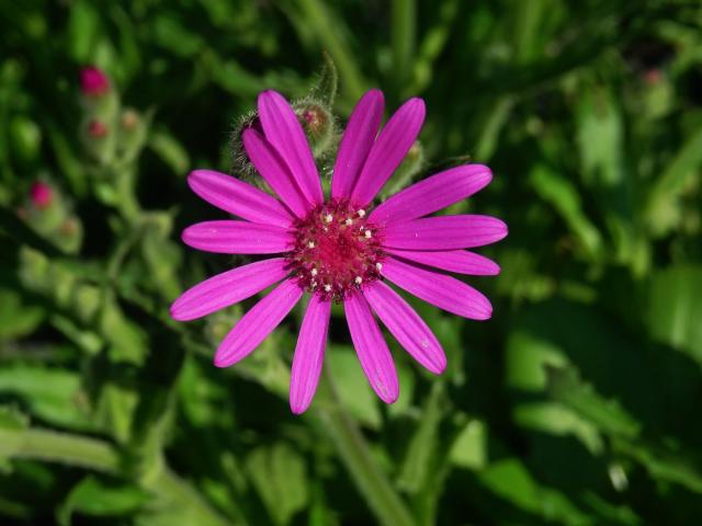 Starček (Senecio macrocephalus DC.)