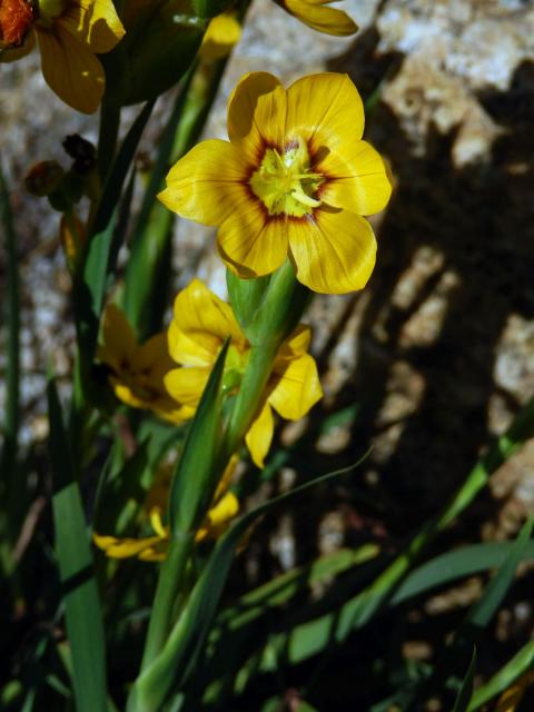 Badil velkoplodý (Sisyrinchium macrocarpum Hieron.)