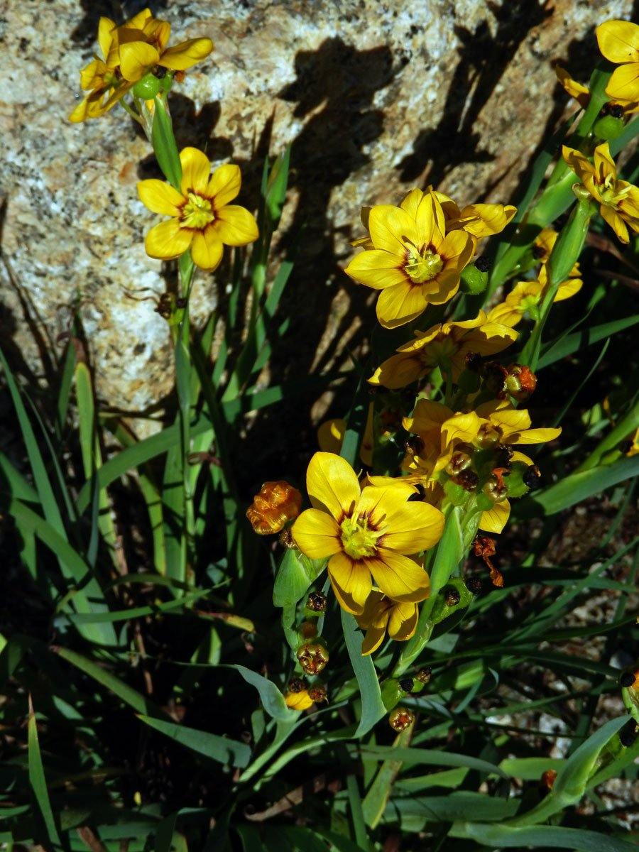 Badil velkoplodý (Sisyrinchium macrocarpum Hieron.)