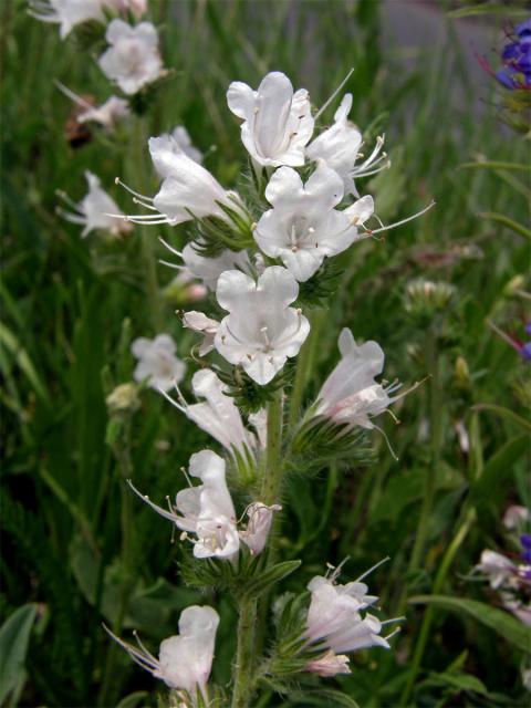 Hadinec obecný (Echium vulgare L.) - květy bez barviva (1)