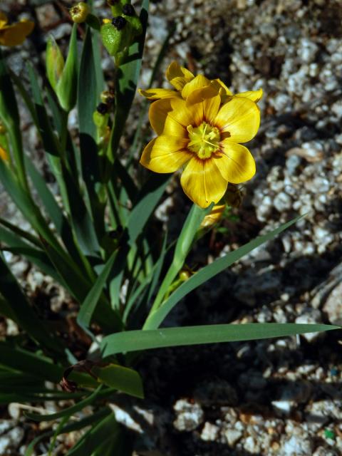 Badil velkoplodý (Sisyrinchium macrocarpum Hieron.)