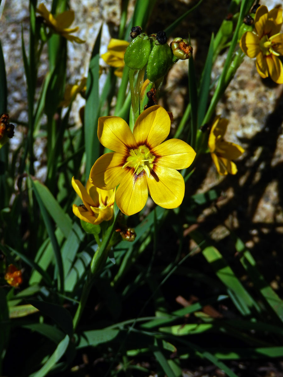 Badil velkoplodý (Sisyrinchium macrocarpum Hieron.)