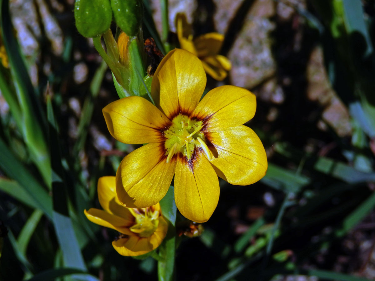 Badil velkoplodý (Sisyrinchium macrocarpum Hieron.)