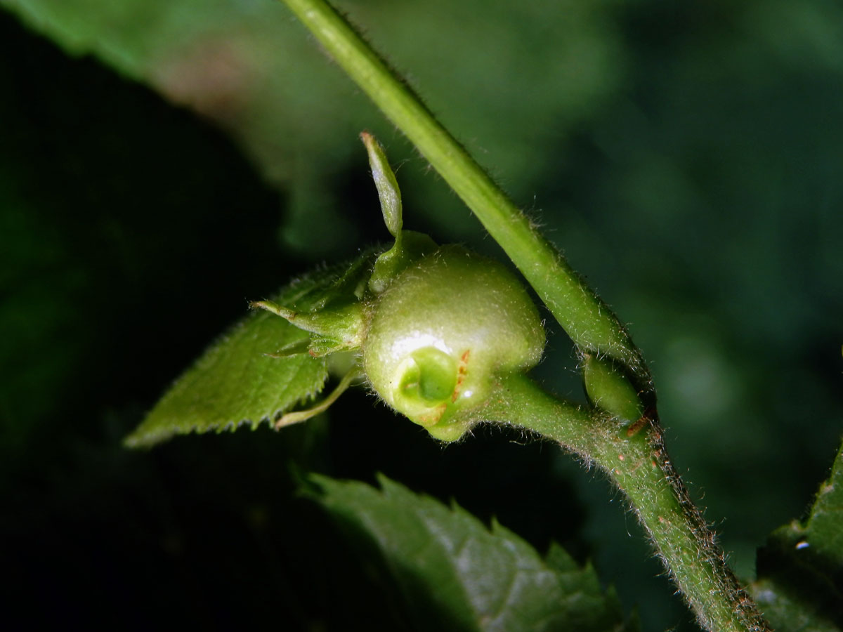 Hálky plodomorky lipové (Contarinia tiliarum)