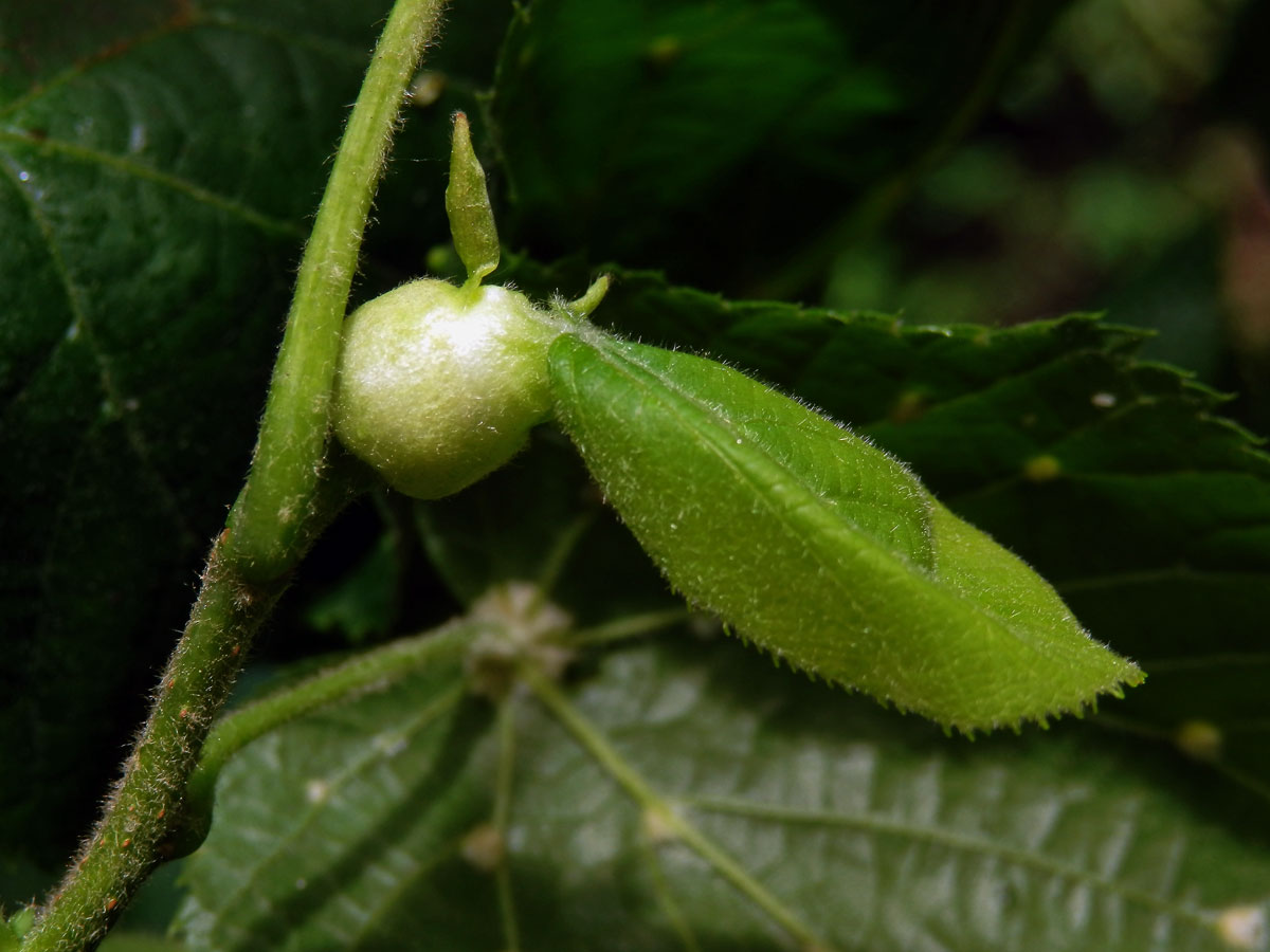 Hálky plodomorky lipové (Contarinia tiliarum)