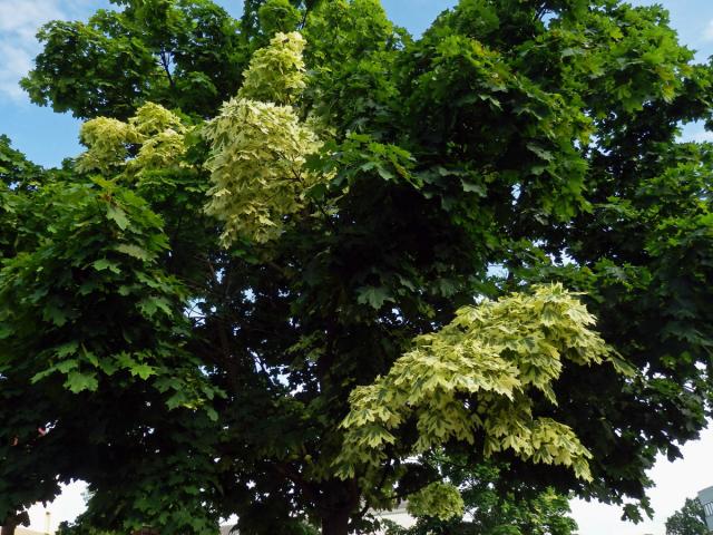 Javor mléč (Acer platanoides L.) s větví s panašovanými listy