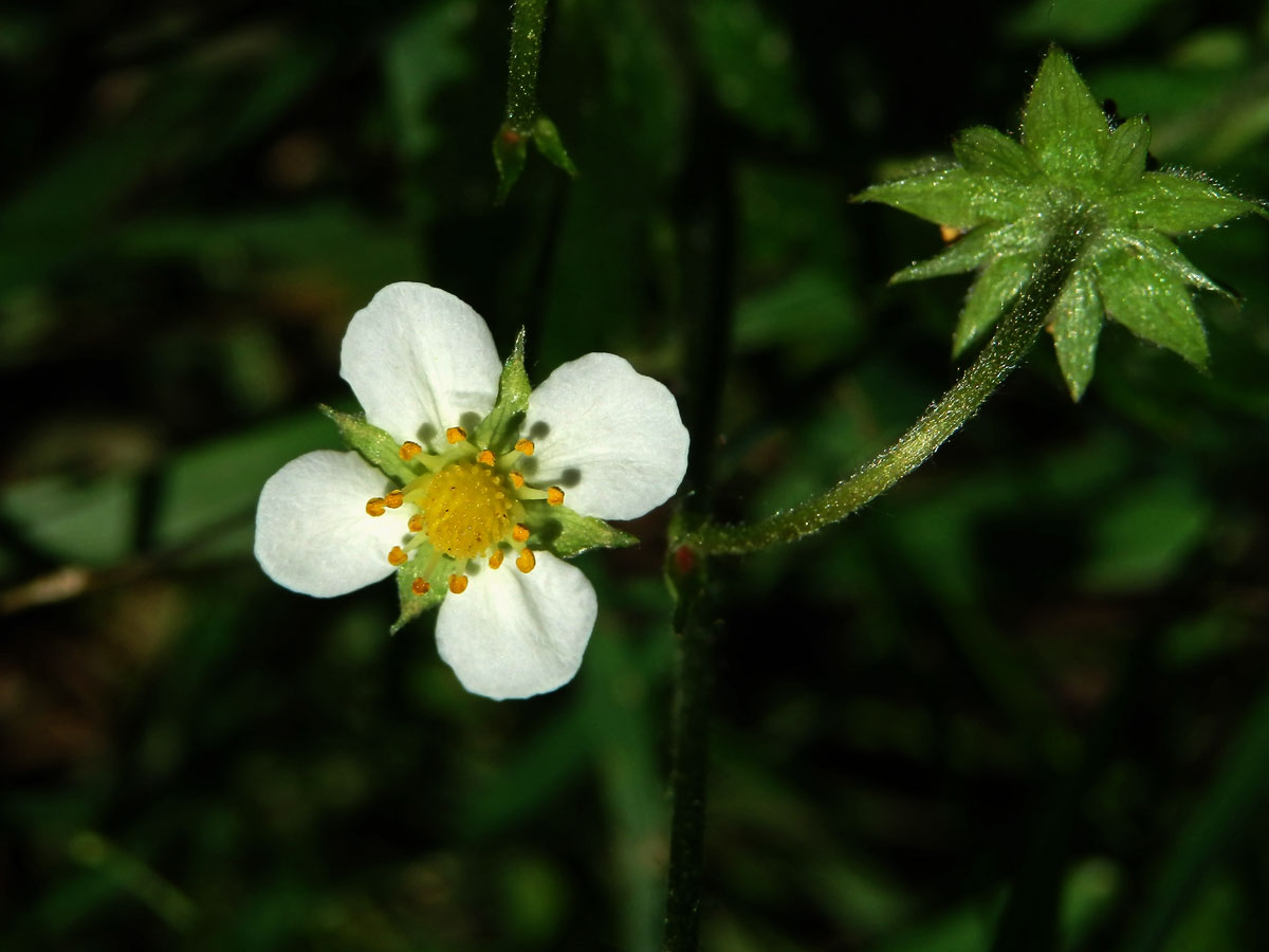 Jahodník obecný (Fragaria vesca L.), čtyřčetný květ (10a)