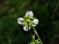 Jahodník obecný (Fragaria vesca L.), čtyřčetný květ (10b)