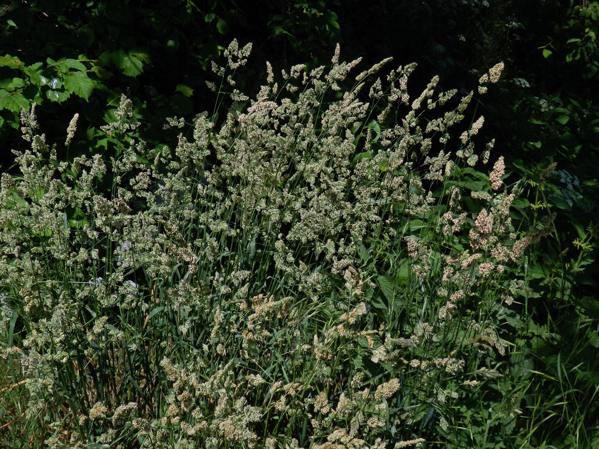 Srha laločnatá (říznačka) (Dactylis glomerata L.)