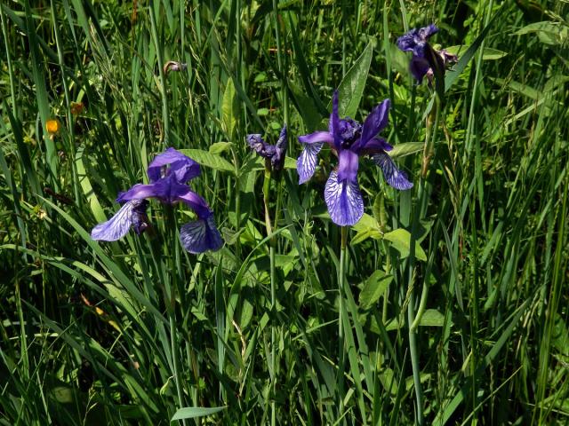 Kosatec sibiřský (Iris sibirica L.)