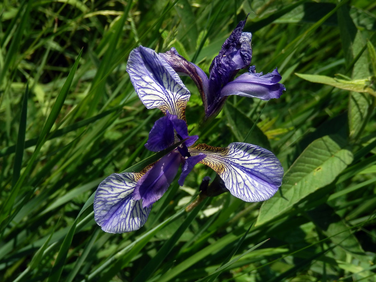 Kosatec sibiřský (Iris sibirica L.)