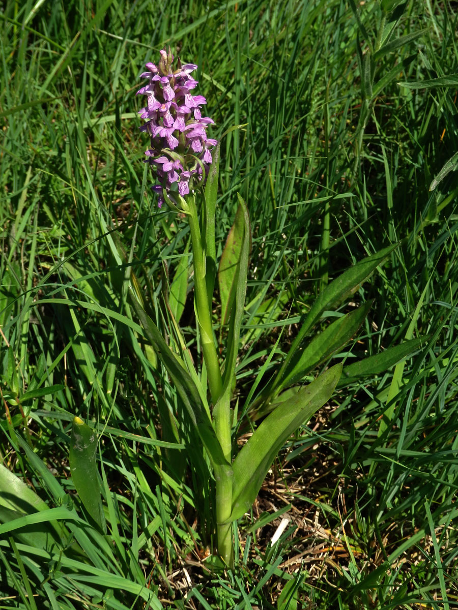 Prstnatec pleťtový (Dactylorhiza incarnata (L.) Soó)