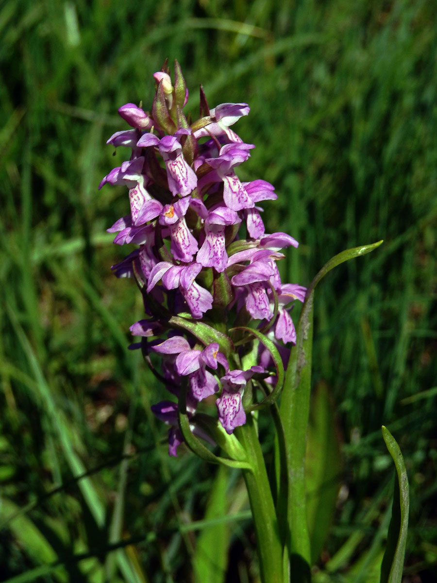 Prstnatec pleťtový (Dactylorhiza incarnata (L.) Soó)