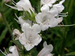 Hadinec obecný (Echium vulgare L.) - květy bez barviva (1c)