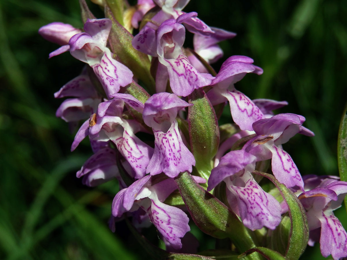 Prstnatec pleťtový (Dactylorhiza incarnata (L.) Soó)