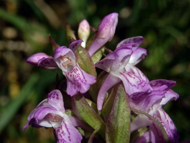 Prstnatec pleťtový (Dactylorhiza incarnata (L.) Soó)