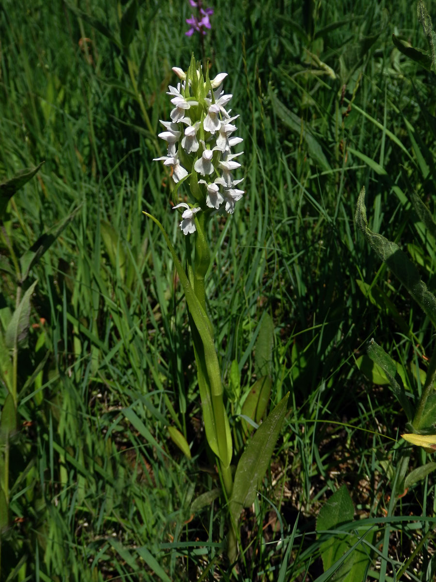 Prstnatec pleťtový (Dactylorhiza incarnata (L.) Soó)