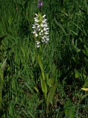 Prstnatec pleťtový (Dactylorhiza incarnata (L.) Soó)