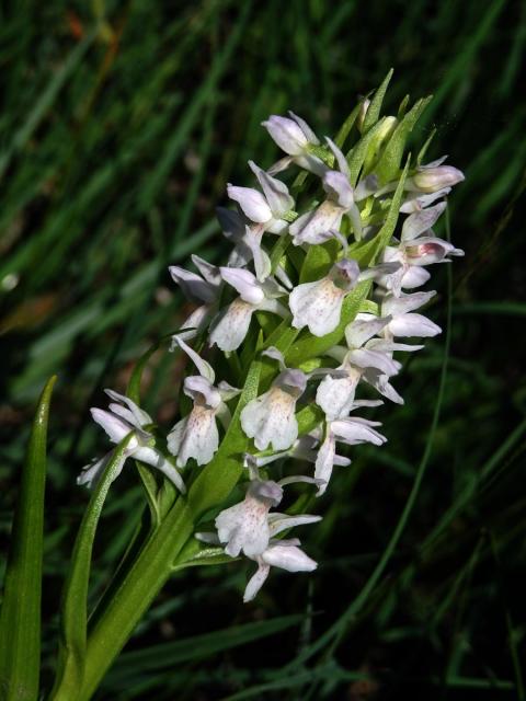 Prstnatec pleťtový (Dactylorhiza incarnata (L.) Soó)