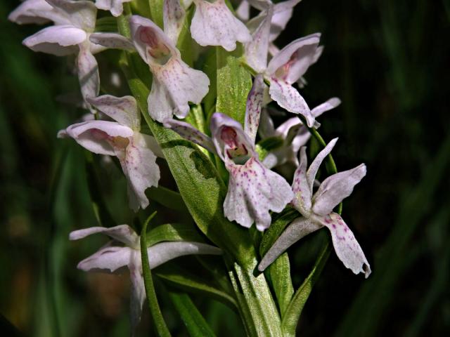 Prstnatec pleťtový (Dactylorhiza incarnata (L.) Soó)