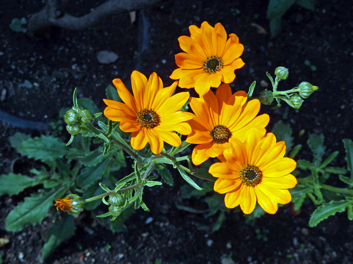 Paprskovka (Osteospermum hyoseroides Norl.)