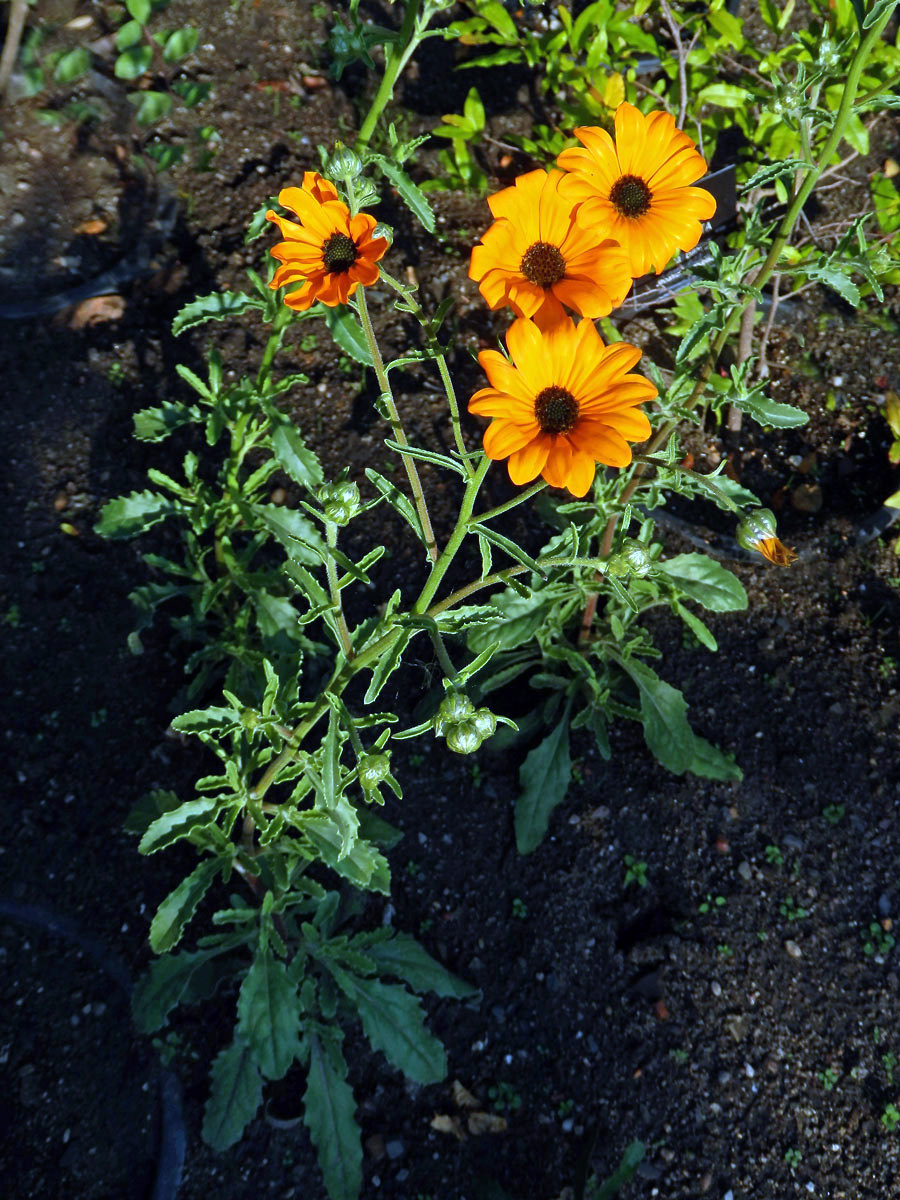 Paprskovka (Osteospermum hyoseroides Norl.)