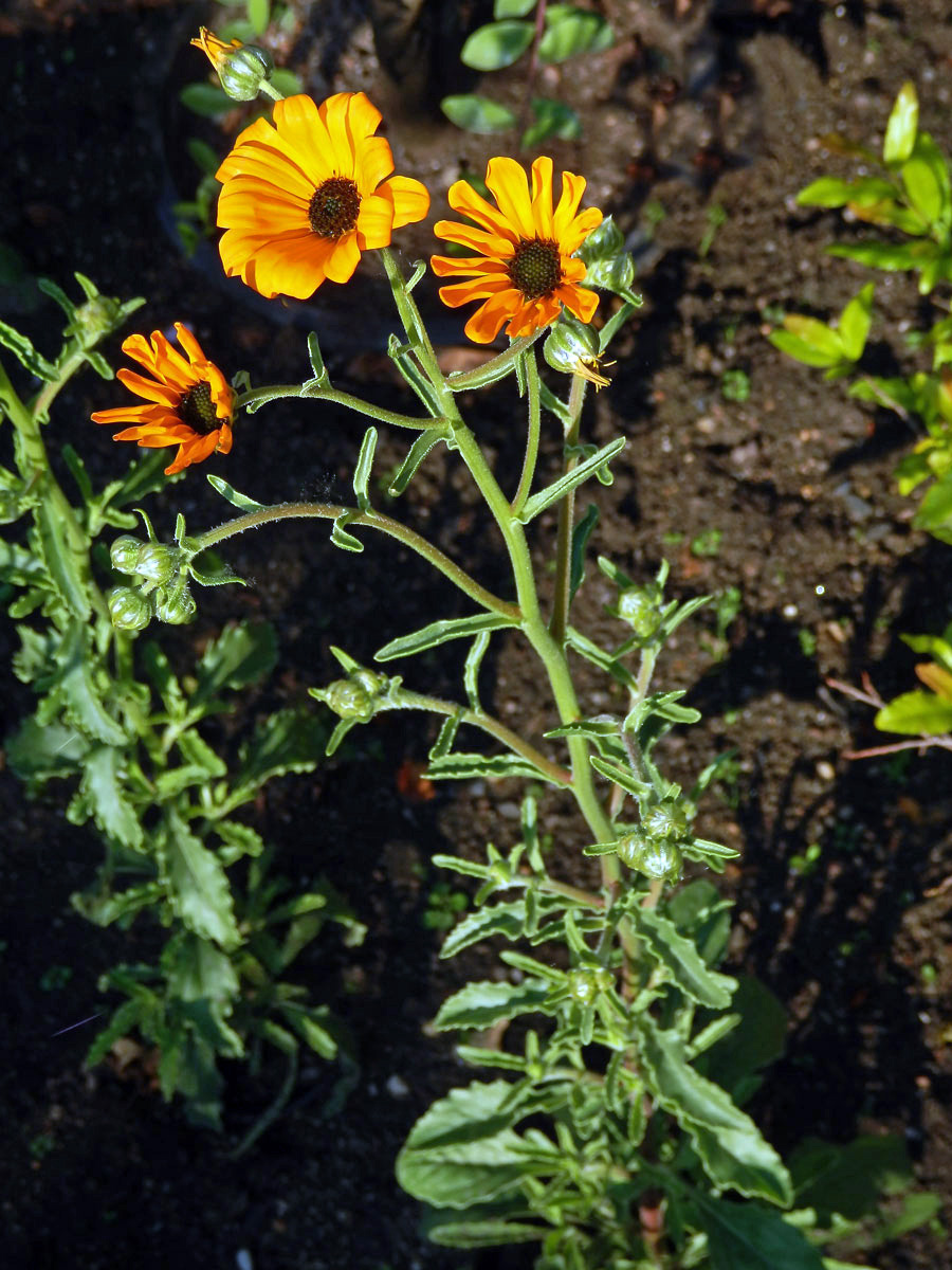 Paprskovka (Osteospermum hyoseroides Norl.)