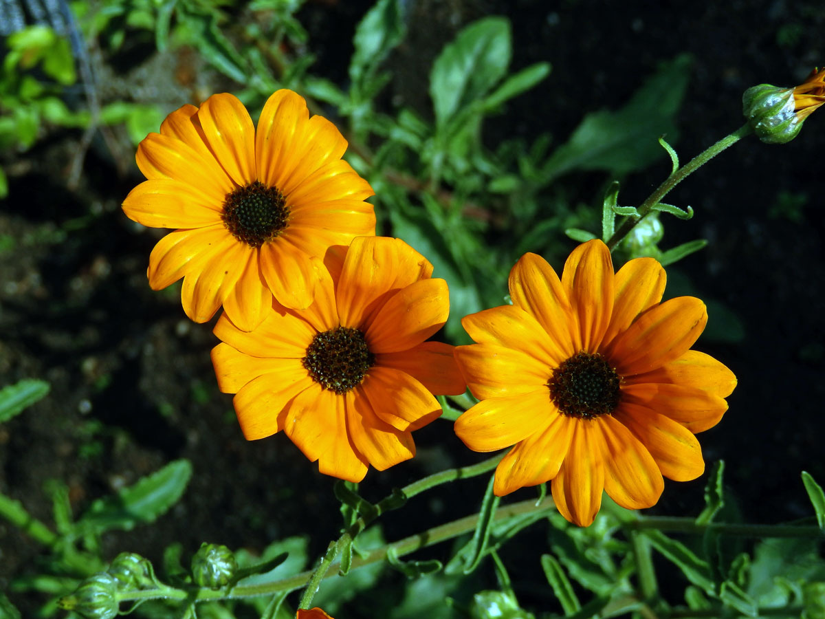 Paprskovka (Osteospermum hyoseroides Norl.)