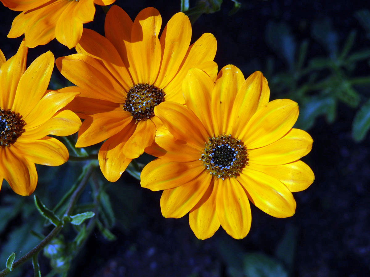 Paprskovka (Osteospermum hyoseroides Norl.)