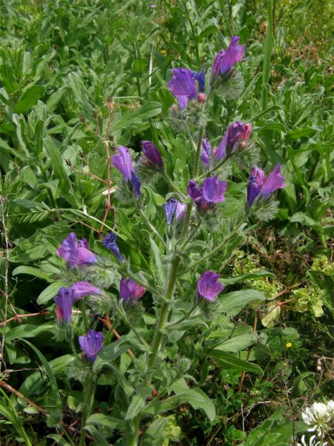 Hadinec jitrocelovitý (Echium plantagineum L.)